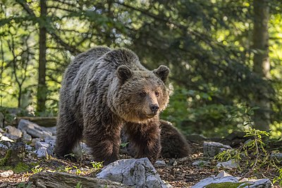 Slika:Eurasian brown bear (Ursus arctos arctos) female 1.jpg