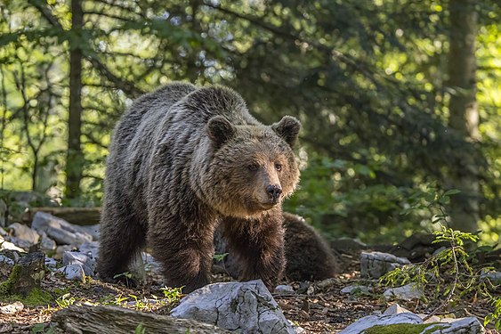 ♀ Ursus arctos (Eurasian brown bear) in the forest near Stari Kot, Loški Potok, Slovenia