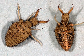 Antlion larvae of Euroleon nostras: the predatory larvae dig pits to trap ants. Euroleon fg02.jpg