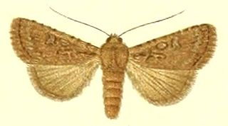 <i>Dichagyris exacta</i> Species of moth