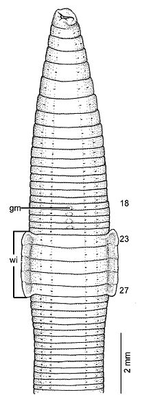 File:External morphology of the Glyphidrilus trangensis holotype CUMZ 3262 - ZooKeys-265-001-g033-A.jpeg