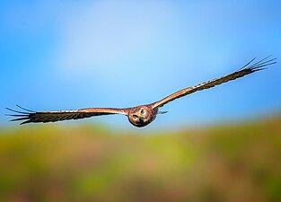 Female pied harrier in flight at Cagayan de Oro City. Photograph: Kirkamon