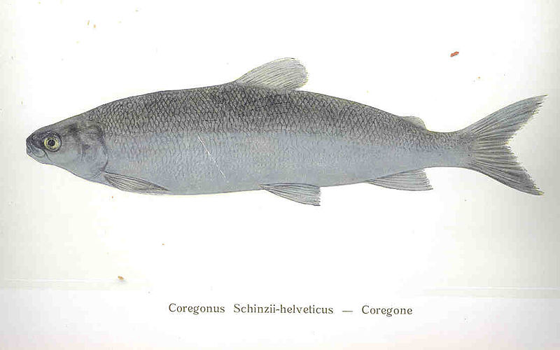 File:FMIB 35673 Coregonus schinzii-helveticus -- Coregone.jpeg