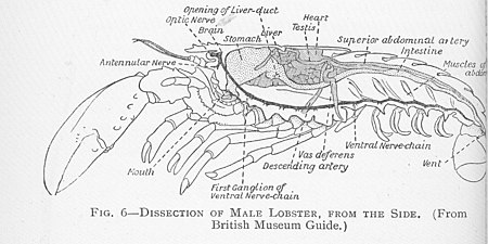 Tập tin:FMIB 46391 Dissection of Male Lobster, from the Side.jpeg