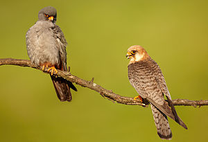 비둘기조롱이 수컷 (왼쪽)과 암컷 (오른쪽)