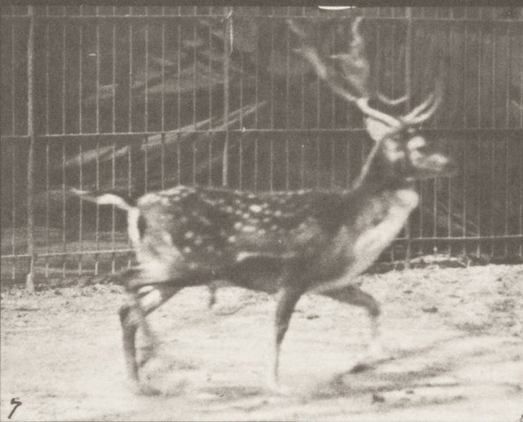 File:Fallow deer, buck, trotting, and galloping (rbm-QP301M8-1887-682a~7).jpg