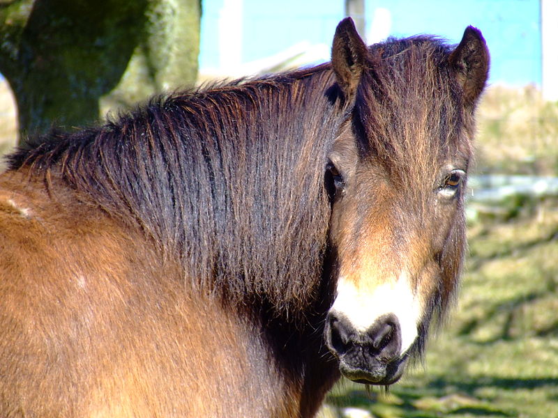 File:FeralHorse044.JPG