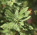 Fern bush, rosette of finely divided leaves