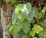 Peepal tree (Ficus religiosa) Ficus religiosa Bo.jpg