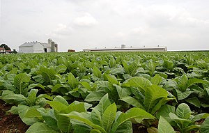 Field of Tobacco in Intercourse Pennsylvania 2984px.jpg