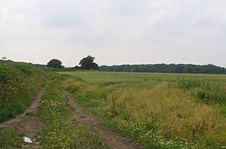 Burbage Wood and Aston Firs