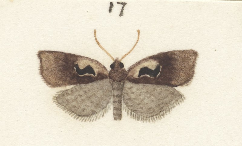 File:Fig 17 MA I437624 TePapa Plate-XXV-The-butterflies full (cropped).jpg