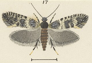 <i>Tinea atmogramma</i> Species of moth