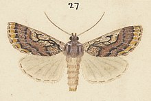 Illustration of I. marmorata by George Hudson. Fig 27 MA I437912 TePapa Plate-LI-The-butterflies full (cropped).jpg