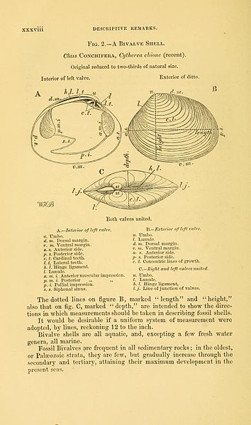 File:Figures of characteristic British fossils BHL13815623.jpg