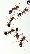 Fire ants 01.jpg