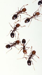 Fire ant Genus of red ants
