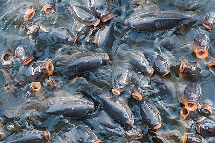 School of carp struggling to the surface