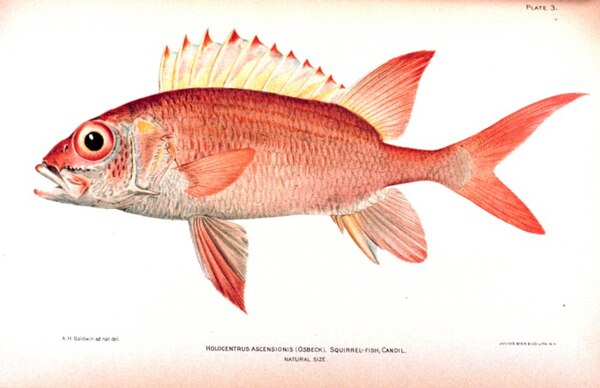 A squirrel-fish; the Hildebrand Rarity was a rare member of the family.