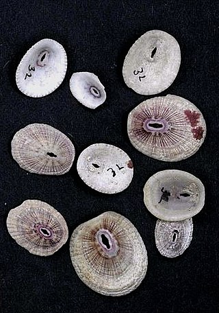 <i>Fissurella fascicularis</i> Species of gastropod