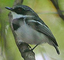 Flickr - Rainbirder - Short-tailed Batis (Batis mixta).jpg