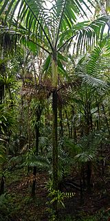 <i>Gaussia attenuata</i> Species of palm