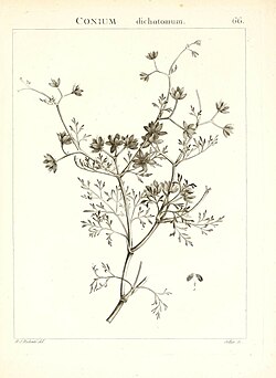 Flora Atlantica, sive, Historia plantarum quae in Atlante, agro Tunetano et Algeriensi crescunt (Plate 66) (7455981850).jpg