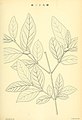 Category:Flora sylvatica Koreana - Wikimedia Commons