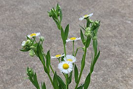 Unknown fleabane