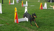 Thumbnail for Flyball