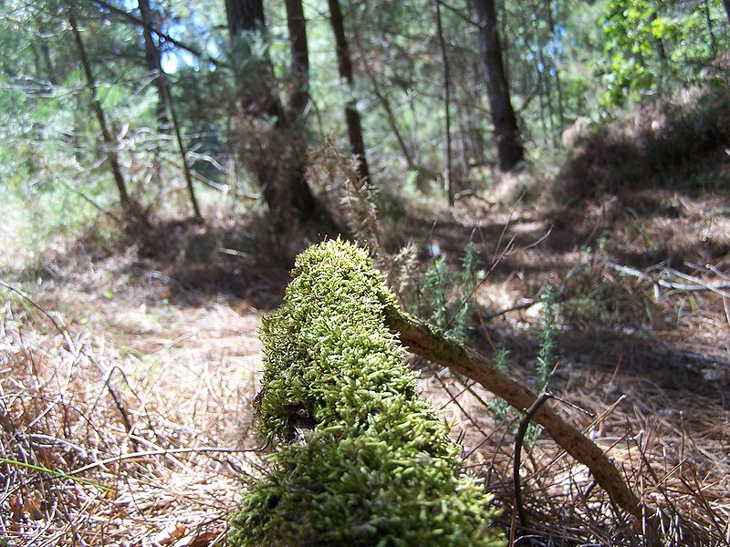 File:Forêt de la Coubre 010.jpg