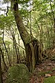 楠川歩道の森