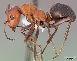 <i>Formica obscuripes</i> Species of ant