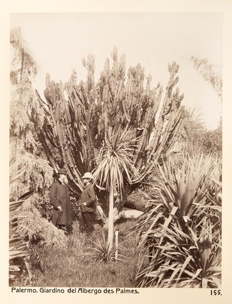 File:Fotografi från Palermo 1888 cirka - Hallwylska museet - 104063.tif