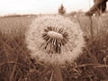 Čeština: Cvičení v rámci fotoworkshopu v Pelhřimově - fotografie krajiny a makro. Okres Pelhřimov, Česká republika. English: Training at photoworkshop in Pelhřimov, Pelhřimov District, Czech Republic.