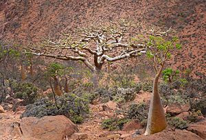 Frankincense Tree, Socotra Is (9888816984).jpg