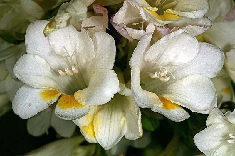 File:Freesia leichtlinii subsp. alba 1DS-II 3-8192.jpg