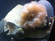 A view of the interior of Metridium senile at Maria Mitchell Aquarium on Nantucket; notice the tentacles surrounding the central mouth. FrilledAnemone.jpg