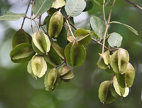 Terminalia arjuna