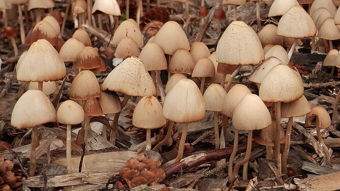 Fungi