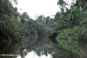 Bosque ecuatorial en Gabón