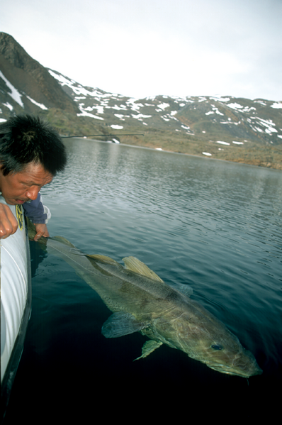 File:Gadus morhua (High Arctic, Canada).png