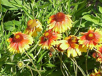 Great blanket-flower Gaillardia aristata2.jpg