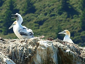 Photographie d'une colonie d'oiseaux.