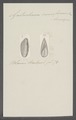 Gastrochaena cuneiformis - - Print - Iconographia Zoologica - Special Collections University of Amsterdam - UBAINV0274 080 03 0002.tif