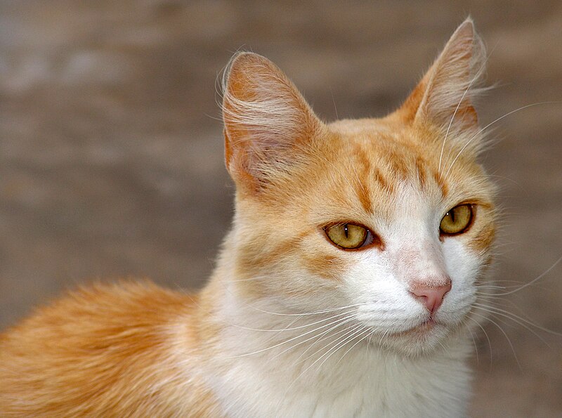 File:Gato (2) REFON.jpg