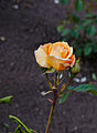 Gele roos (Rosa). Locatie, De Kruidhof Kruidentuin in Friesland.