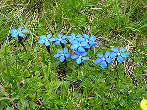 Bavarian gentian (Gentiana bavarica)