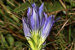 Thumbnail for File:Gentiana pneumonanthe (49099689161).jpg