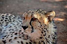 At Farm Achalm in Namibia